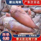 红莺歌鱼 马头鱼潮汕本港深海水产品红鹦鹉鱼妹子鱼新鲜活冻海鲜 赤莺歌斤7条左右（去肚前500g)