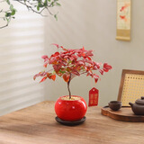 八芽南天竹盆栽室内桌面客厅喜庆好养花卉耐寒绿植年宵花过年送礼盆景 南天竹-红球盆-紫砂托盘-吊牌-叶片春绿秋红