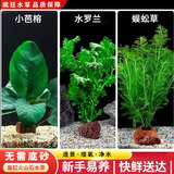 疯狂水草（FKSC）真水草鱼缸造景套餐净化水质懒人鱼缸水草植物直接入缸蜈蚣草 【火山石】水草组合四3棵