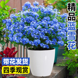 爱优尚蓝雪花爬藤大苗庭院花卉盆栽特大耐热阳台藤四季开花蛋盆源头直发