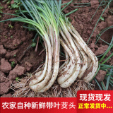 辰实 【现货】藠头新鲜 藠头现挖茭头藠头 时令蔬菜新荞头 5斤（带叶藠头）