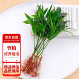 花行榜竹柏盆栽水培驱蚊植物绿植盆栽四季常青10棵（不含瓶）源头直发