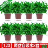 绿有意绿萝盆栽室内植物花卉绿植水培长藤垂吊大叶绿箩新房家用吸除甲醛 【10包肥料】原盆储水绿萝8盆 带盆带土发货