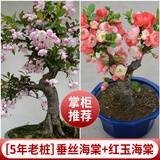 花翁海棠花盆栽树苗重瓣长寿冠盆景老桩庭院阳台绿植室内花卉源头直发