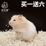 长毛可爱金丝熊活体仓鼠米熊卷毛熊纯银熊一公一母亲人脱敏次日达 长毛金丝熊 弟弟