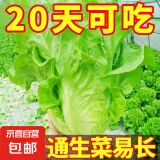 四季蔬菜种子大全菠菜香菜生菜油麦菜苋菜鸡毛菜芹菜矮脚黄蔬菜籽 四季生菜种子1包约3000粒