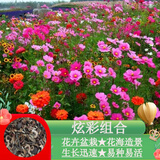 硕雅园艺百日草种子重瓣花种子卉阳台盆栽草花籽四季种易活耐寒耐旱室外 炫彩野花组合 一斤
