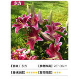 欧悟重瓣带芽水仙花种球盆栽 百合花种球郁金香水养绿植花卉室内盆栽 东方百合2球+盆+土+肥