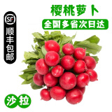 【顺丰】羽衣甘蓝 新鲜沙拉菜 都市健康轻食蔬菜 樱桃萝卜500g