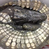 龙源鲜新鲜现杀带皮鳄鱼人工养殖食用鳄鱼尾鳄鱼腿生鲜鳄鱼肉春节送礼 整只带皮去内脏10斤左右