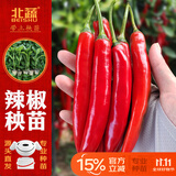 北蔬 辣椒苗带土发货秧苗寿光蔬菜苗活苗 美人椒苗6棵源头直发包邮