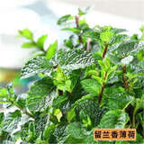 食用薄荷种子猫薄荷盆栽四季室内驱蚊虫植物阳台易种花卉种孑籽 留香薄荷100粒 不含盆