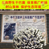 玉燕妃云南新鲜干巴菌 本地小哨干巴菌菇野生菌菇干巴革菌马牙菌送礼 新鲜 优级干巴菌 1kg
