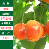 子豪缘车厘子树苗烟台大樱桃苗果树果苗盆栽地栽南北方种植嫁接矮化苗 黄蜜6年苗 51cm(含)-80cm(含)