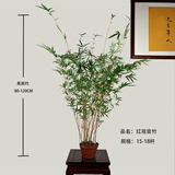 华香兰艺红观音竹内门紫红寒文米竹子苗凤尾金丝佛肚盆栽景耐阴书房室绿植 红观音15-18杆 原盆原土