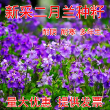 茗花潭二月兰花种子四季春秋播种花籽多年生宿根诸葛菜种子耐阴耐寒花籽 二月兰种子半斤