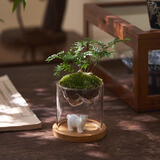 八芽趣味鲜活苔藓微型景观创意室内桌面生态绿植盆栽盆景懒人好养植物 观山狼尾蕨-小白熊-含竹底托 带玻璃杯