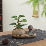 八芽盆栽小盼菩提树植物室内禅意盆景办公室桌面好养绿植源头直发包邮 莲花盆菩提（顿悟菩萨套装）