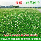 鑫意进口三叶草种子红三叶白三叶种籽幸运草四季常青耐寒绿化草坪草籽 包衣白三叶种子半斤