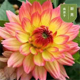 大丽花种子重瓣大花种籽耐热四季易种庭院阳台盆栽花草种子籽 新晃300粒+肥