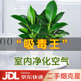 双盟金钻绿公主办公室绿植盆栽吸毒王吸甲醛三棵菱形盆1盆装源头直发