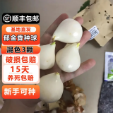 耘淘郁金香种球水培5度球花卉绿植种子土培植物水养盆栽室内室外耐寒 【试种装】混色3球+2包肥料
