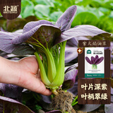 北蔬紫油菜种子苗紫罗兰小白菜青菜苏州青四季蔬菜种籽 紫油菜种子10g