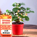 欧芽小盼菩提树盆栽带果绿植物室内花卉办公室盆景客厅禅意摆件好养活 小盼菩提【原盆】