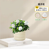 京云梦栀子花盆栽花卉开学绿植阳台好养四季开花懒人盆景甜甜圈源头直发