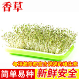 种菜记 芽苗菜种子纸上种菜无土栽培萝卜空心菜豌豆松柳盆栽蔬菜籽四季 香草500克