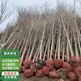嫣蓝正宗金叶银杏树苗白果活苗绿化苗银杏小苗6cm粗源头直发