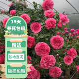 花友藤本月季花苗月季花树苗盆栽特大花苗庭院爬藤植物阳台蔷薇爬墙 粉色达芬奇【爬藤】大苗 1-1.3米高度多分叉