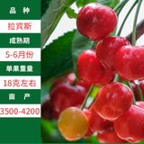 子豪缘车厘子树苗烟台大樱桃苗果树果苗盆栽地栽南北方种植嫁接矮化苗 拉宾斯6年苗 51cm(含)-80cm(含)