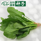 寿禾 大叶小叶菠菜种子大全波菜种红根耐寒蔬菜四季播寿光冬春季菜籽 红根大叶菠菜种子 500g装