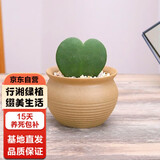行湘一片心仙人掌多肉植物钱串子多肉盆栽  一片心+素陶盆 源头直发