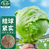 寿禾 圆生菜种子种苗结球家种盆栽蔬菜籽 潍育绿翡翠结球生菜种子10g