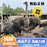 K9 Natural非洲鸵鸟幼苗一对活苗公母非洲大鸵鸟幼崽活体成年一对非洲鸵鸟 鸵鸟苗两只（一公一母）现货