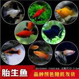卡奇鱼 胎生鱼 玛丽球鱼热带观赏鱼淡水鱼活体鱼宠物鱼宠物活体丽丽曼龙 随机胎生鱼10条