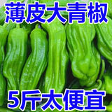 【超低价】新鲜薄皮辣椒青椒杭椒芜湖现摘微辣虎皮现摘蔬菜批发 当天现摘现发【坏果包赔】新鲜直达 1g 农户现摘青椒丨净重3斤【精品级】店长力荐