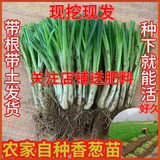 京誉四季小香葱红葱头盆栽火葱四季葱榨葱油葱头香葱根苗葱头食用本地 分葱苗90颗关注店铺【+肥】