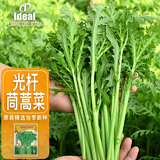 ldeal理想农业 光杆茼蒿种子小叶细叶皇帝菜种籽阳台易种四季蔬菜种子