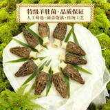 一级羊肚菌干货30克（3-5公分）山货菌菇类干货煲汤食材滋补养生 【爆款】羊肚菌100g