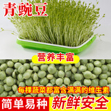 种菜记 芽苗菜种子纸上种菜无土栽培萝卜空心菜豌豆松柳盆栽蔬菜籽四季 青豌豆500克