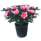 种花迷比利时花盆栽四季开花杜鹃花盆景花卉杜鹃花苗室内客厅阳台绿色植 巴黎粉 三年苗(带花苞)