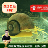 云峰海瑞 观赏螺水族活体缸壁除藻螺鱼缸除藻清淤活化床底 巨无霸螺6-7cm1只装