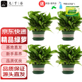 九千谷绿萝盆栽除甲醛客厅阳台绿植花卉加仑盆4盆带试剂盒源头直发