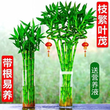 大海边 带根转运竹水养富贵竹节节高发财吸甲醛水培植物客厅招财绿盆栽 55cm转运弯竹8棵+4灯笼