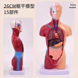 蓝蝶教学28 45 85cm人体躯干解剖模型 器官可拆卸医学心脏内脏结构骨骼肌肉教具儿童全身模特拆卸拼图  26cm人体躯干可拆15件