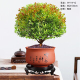 星舵小叶赤楠老桩盆景树苗办公室内外桌面绿植物四季好养阳台盆栽花卉 五年老桩赤楠+【云水禅心】+配肥 带盆栽好