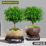 京云梦小叶赤楠盆景室内绿植盆栽办公室小叶赤楠舍得盆莲花盆源头直发